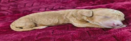 Mini Goldendoodle dogs for sale: Copper  - Ad 3