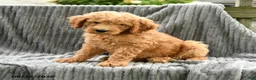Goldendoodle dogs for sale: Franny - Ad 1