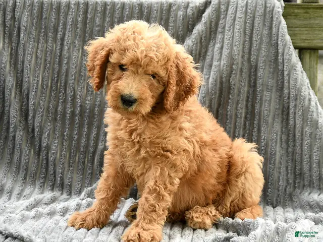 Goldendoodle dogs Franny - Ad 1