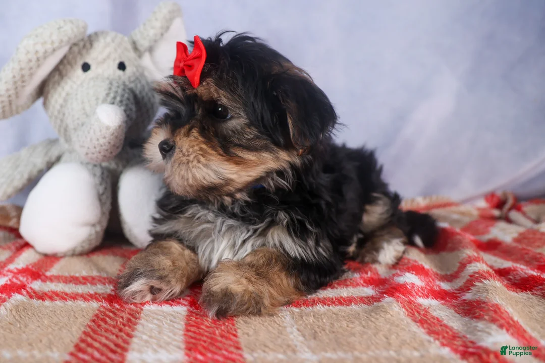 Morkie dogs for sale: Nash - Ad 24