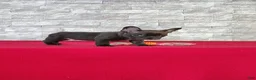 Frenchton dogs for sale: Buster - Ad 5
