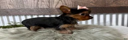 Yorkshire Terrier dogs for sale: Izzy - Ad 3
