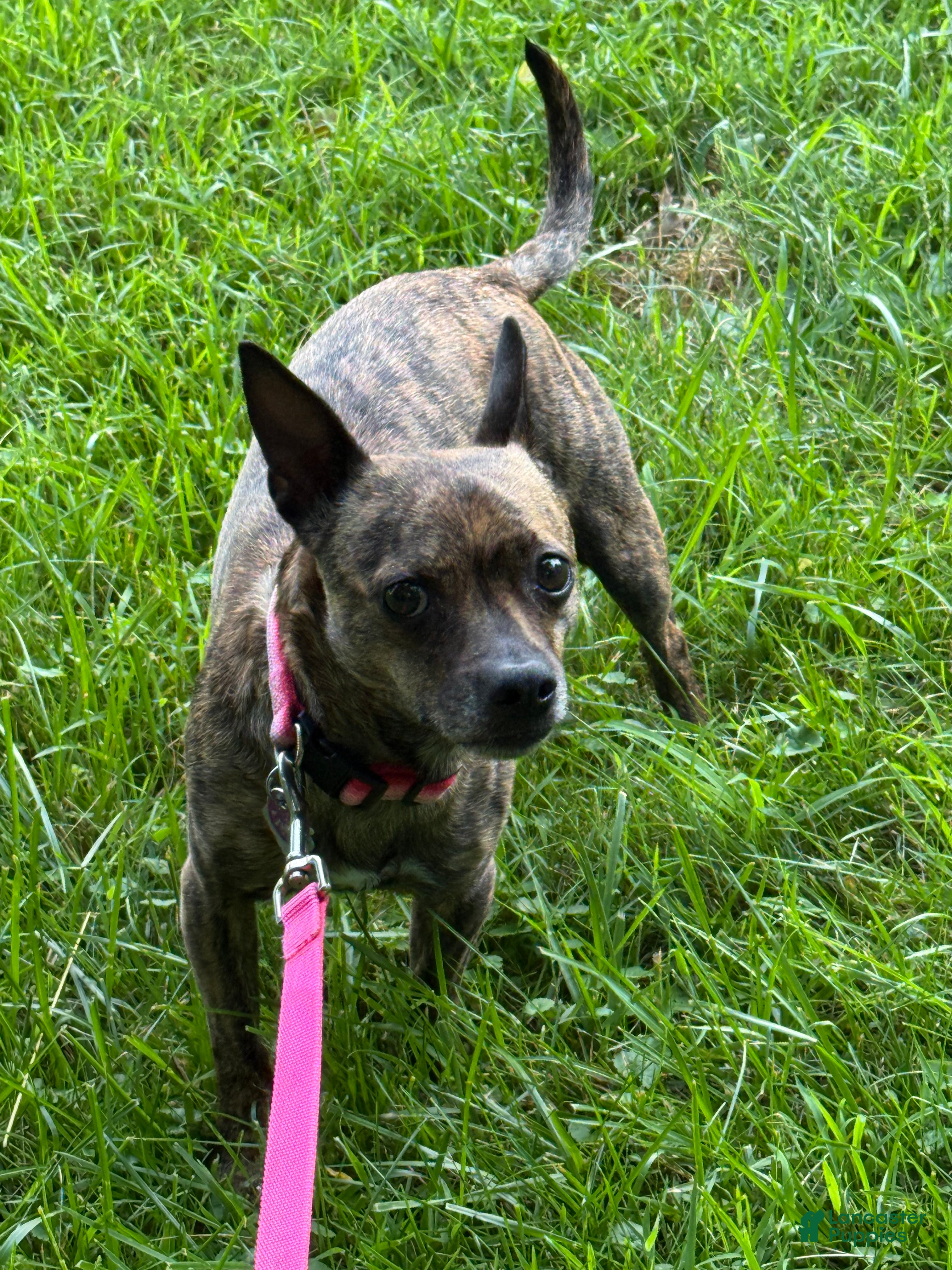 Jack Chi dogs Tina - Ad 3