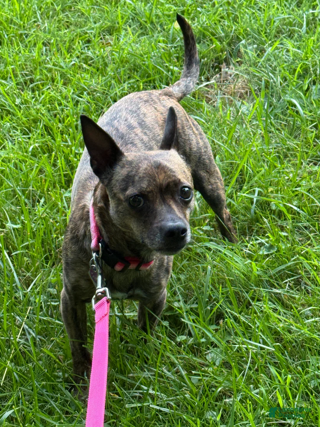 Jack Chi dogs for sale: Tina - Ad 1