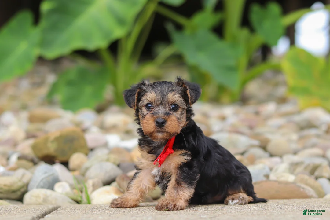 Yorkiepoo dogs for sale: Baklava - Ad 1