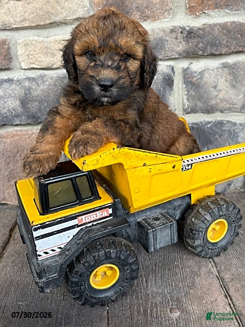 Whoodle dogs Monroe - Ad 1