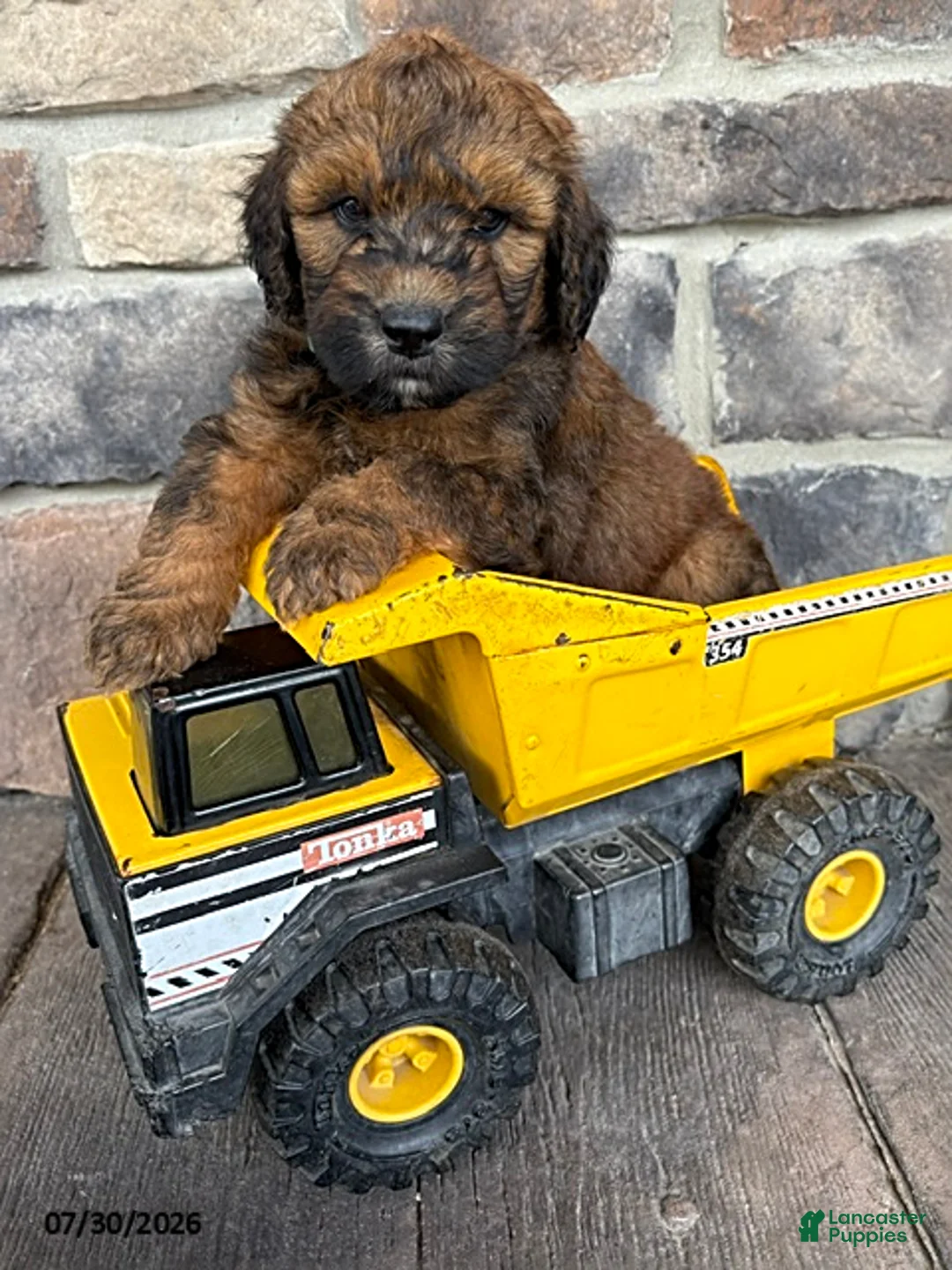 Whoodle dogs for sale: Monroe - Ad 1