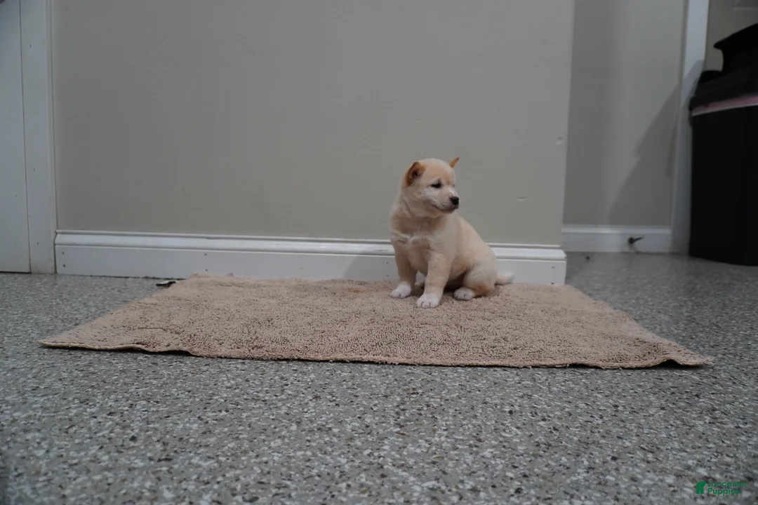 Shiba Inu dogs for sale: Shiba Inu Puppy 1 - Ad 2