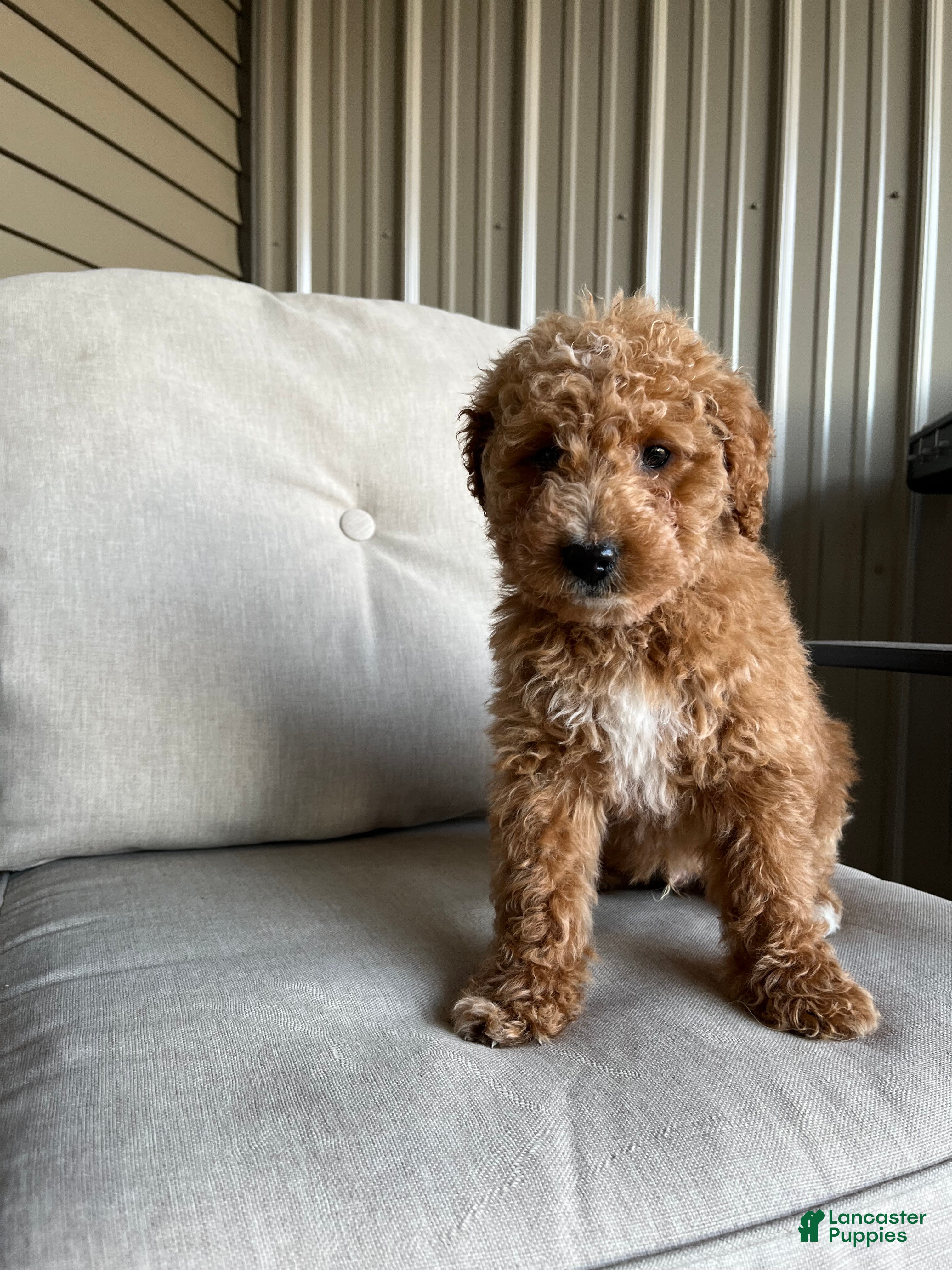 Mini Goldendoodle dogs Benny - Ad 1