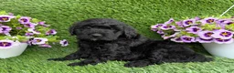 Mini Goldendoodle dogs for sale: Arlo - Ad 3
