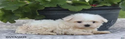 Maltese dogs for sale: Ann - Ad 5