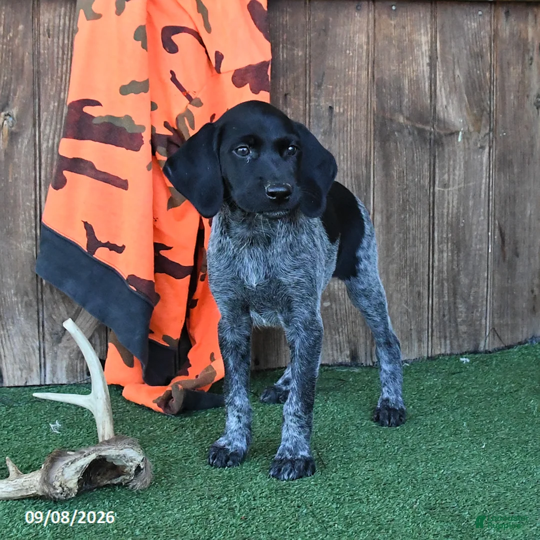 German Shorthaired Pointer dogs for sale: Renee - Ad 2