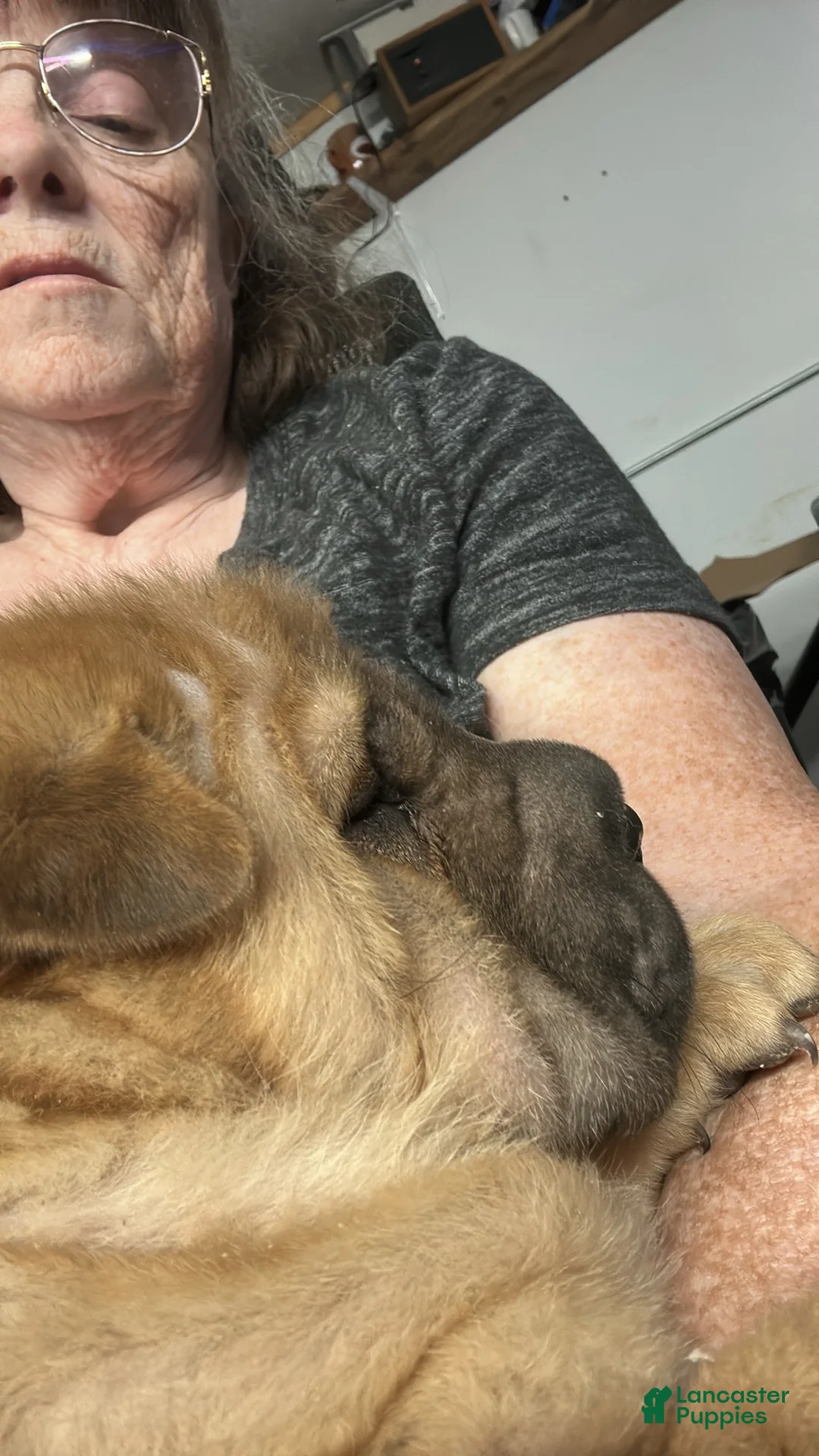 Shar Pei dogs for sale: Shar Pei Puppy 1 - Ad 3