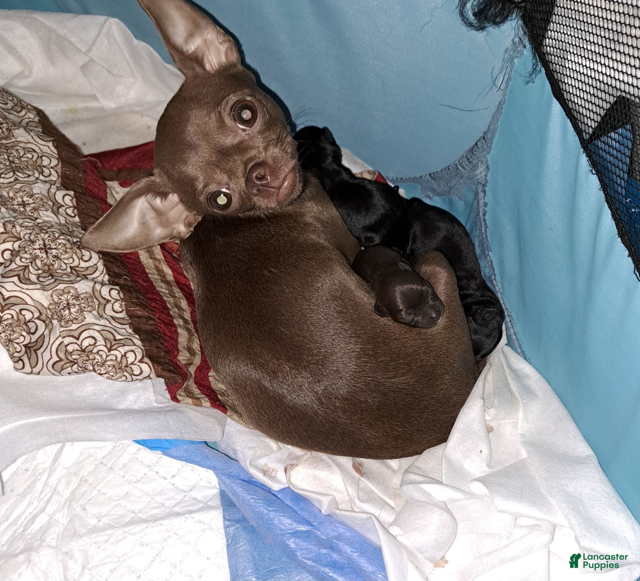Chihuahua dogs Balck male - Ad 2