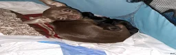 Chihuahua dogs for sale: Chocolate and white female  - Ad 3