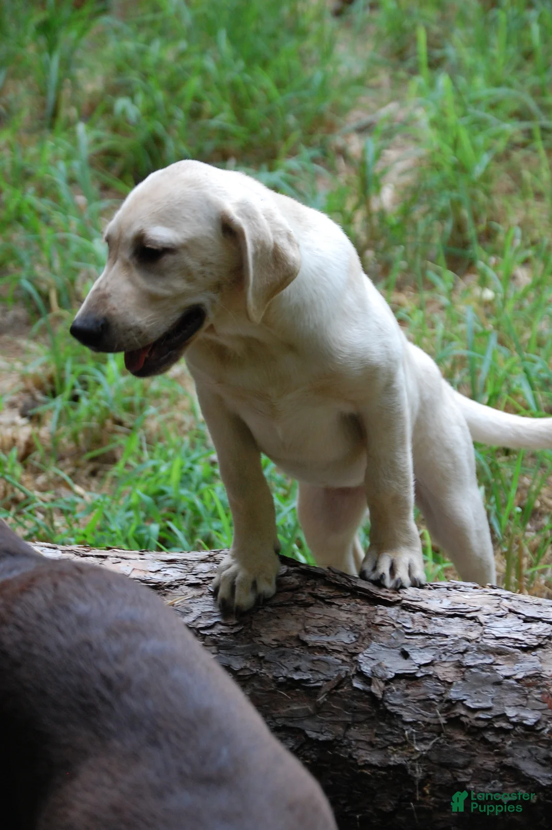 Labrador Retriever dogs for sale: Labrador Retriever 4 Amy - Ad 2