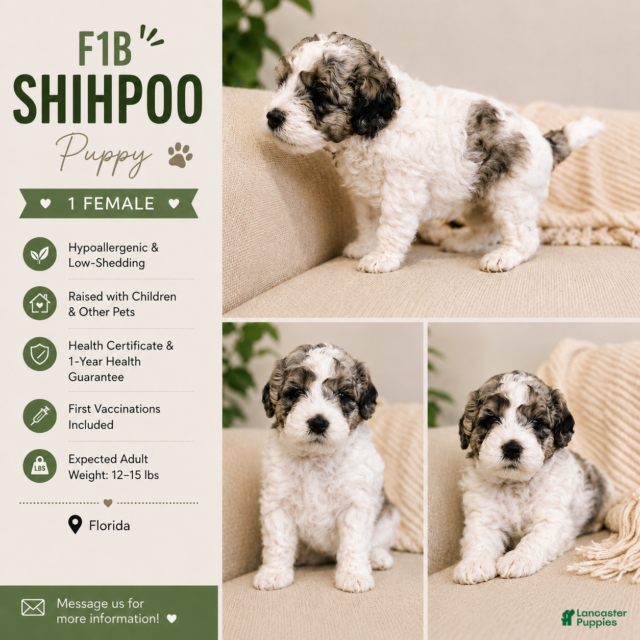 Shihpoo dogs Parti Female Shihpoo Puppy Available - Ad 2