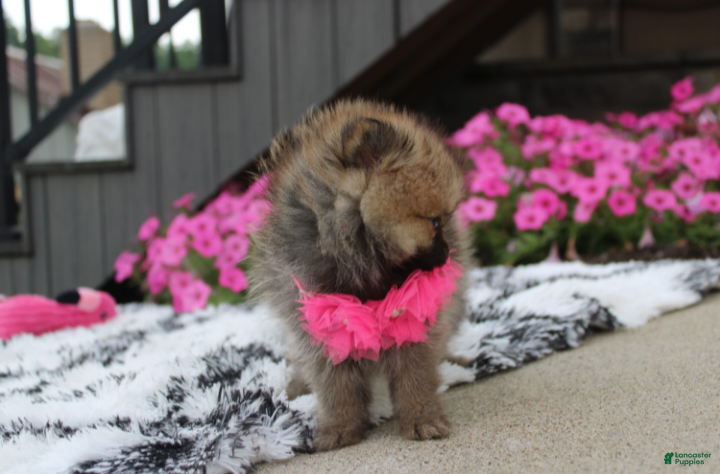 Pomeranian dogs Zoey - Ad 2