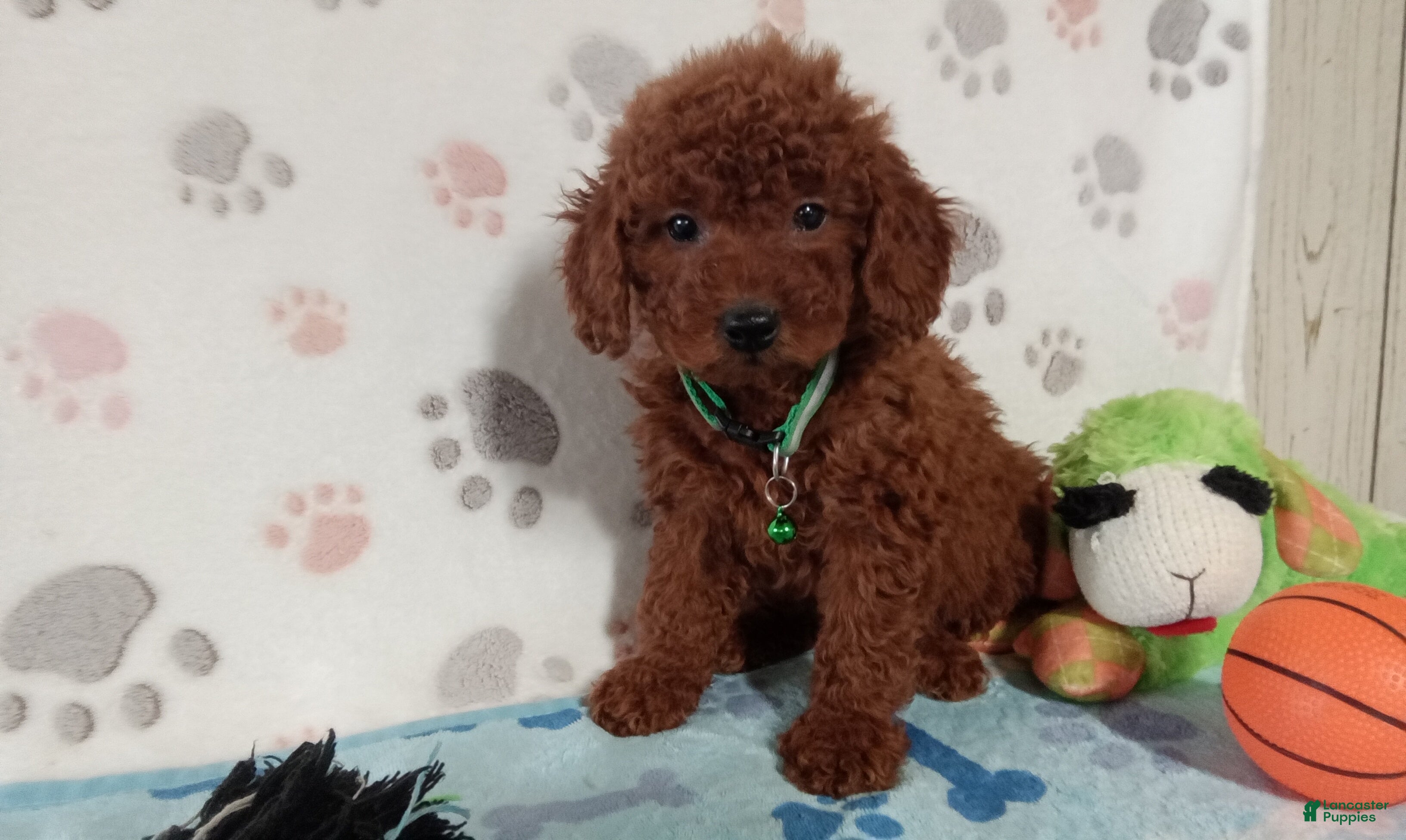 Toy Poodle dogs Alex  - Ad 1