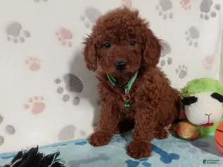 Toy Poodle dogs for sale: Alex - Ad 2