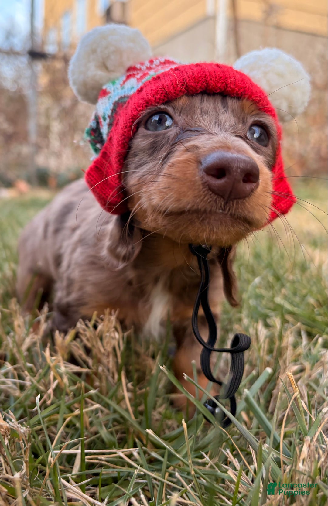 Miniature Dachshund dogs for sale: Cocoa - Ad 4