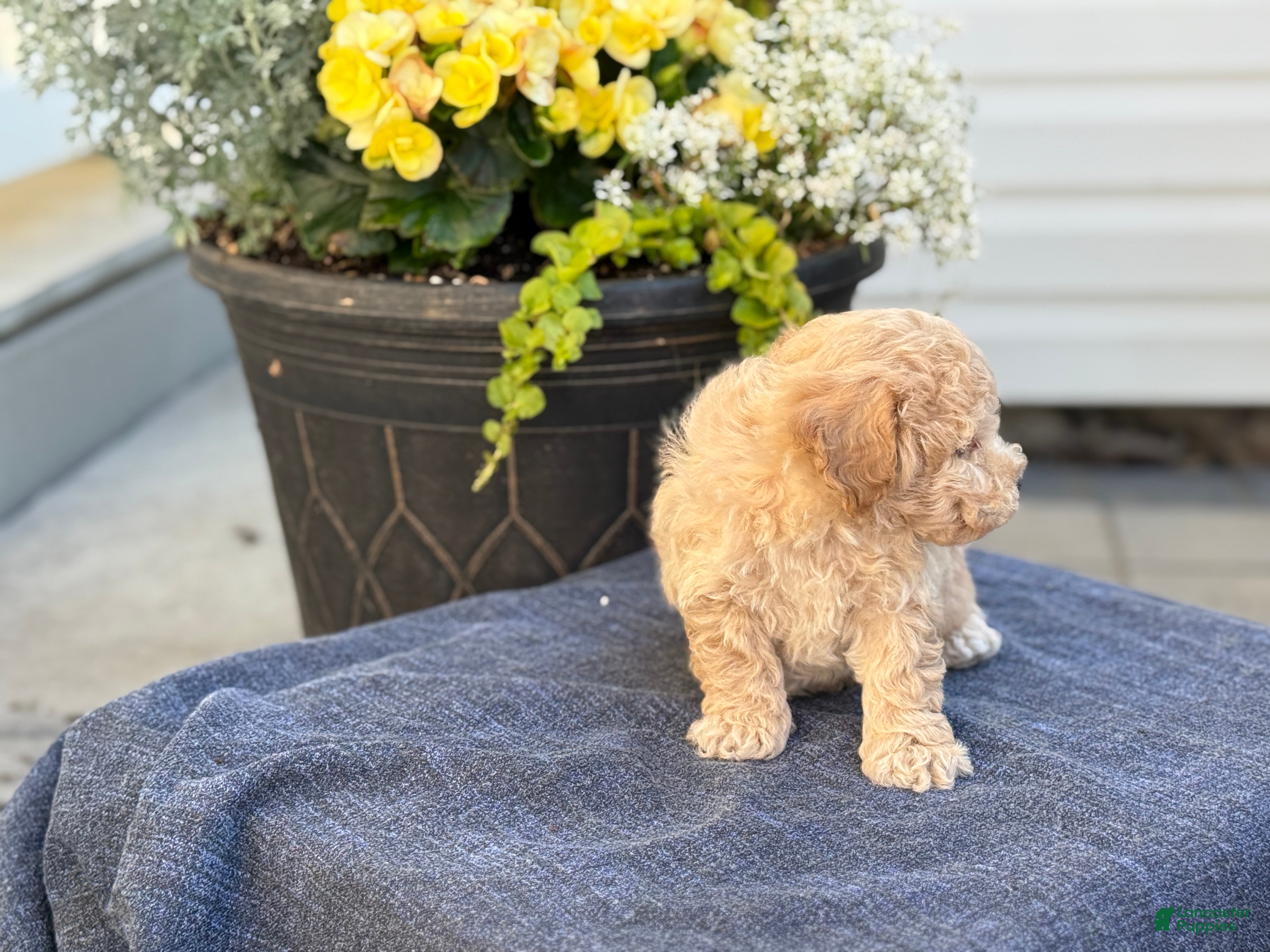 Bichpoo dogs for sale: Franklin - Ad 9