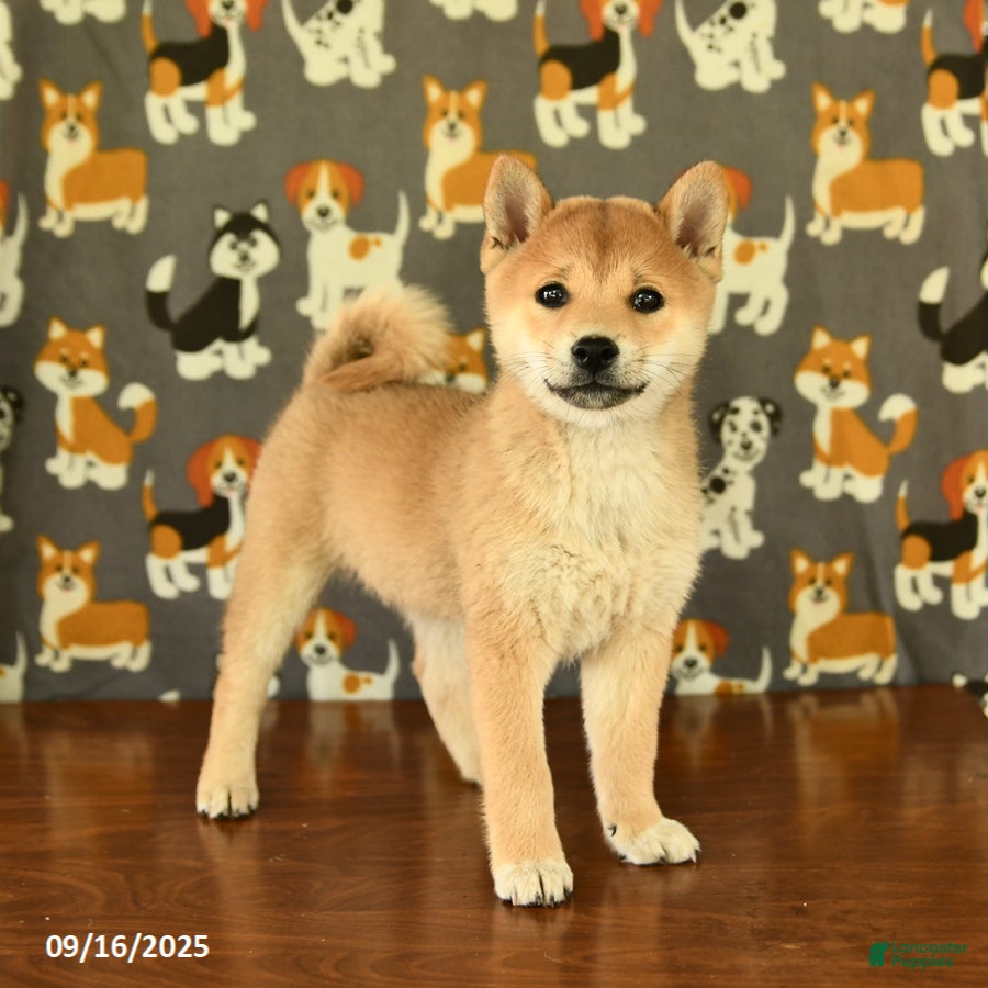Shiba Inu Most Stubborn Small Dog Breeds Lily Shiba Inu Puppies
