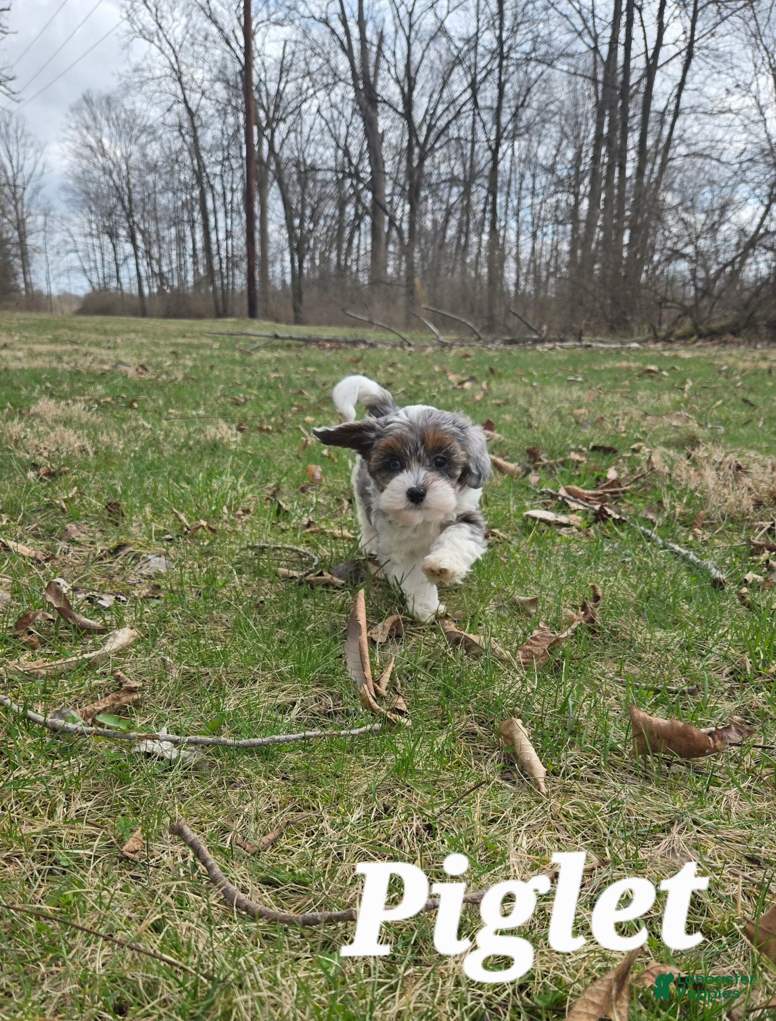 Cavapoo dogs Piglet - Ad 2