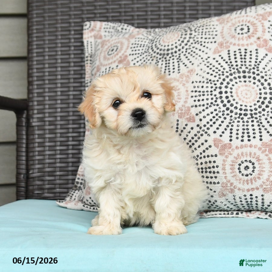 Cavapoo dogs Sandy - Ad 1