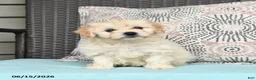 Cavapoo dogs for sale: Sandy - Ad 1