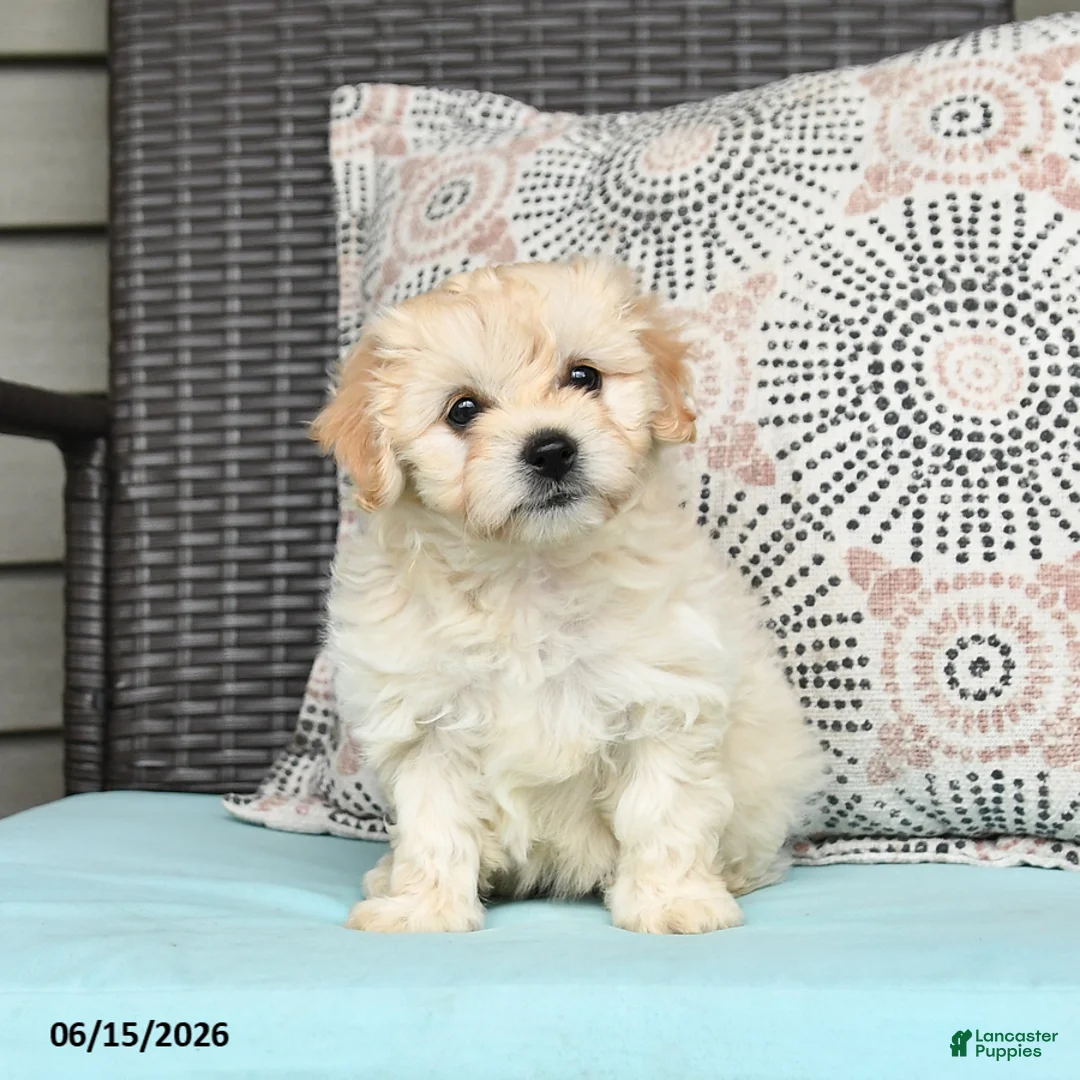 Cavapoo dogs for sale: Sandy - Ad 1