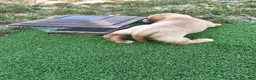 Dachshund dogs for sale: Bella - Ad 18