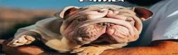 English Bulldog dogs for sale: English Bulldog Puppy 1 - Ad 2