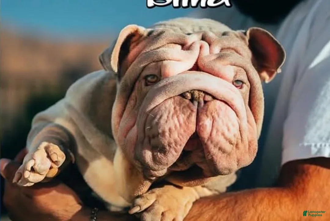 English Bulldog dogs for sale: English Bulldog Puppy 1 - Ad 2