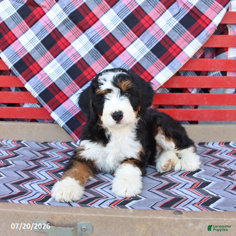 Mini Bernedoodle dogs Grover - Ad 1