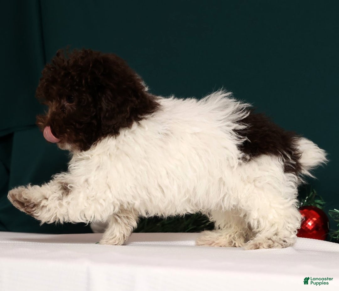 Miniature Poodle dogs for sale: Buddy - Ad 8