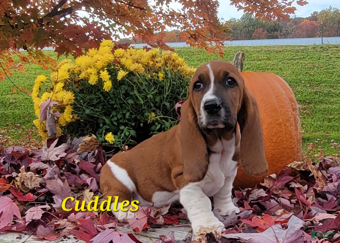Basset Hound dogs for sale: Cuddles - Ad 2