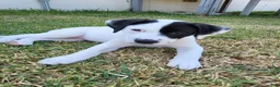 American Pit Bull Terrier dogs for sale: American Pit Bull Terrier 5 - Ad 1