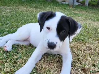 American Pit Bull Terrier dogs American Pit Bull Terrier 5 - Ad 14