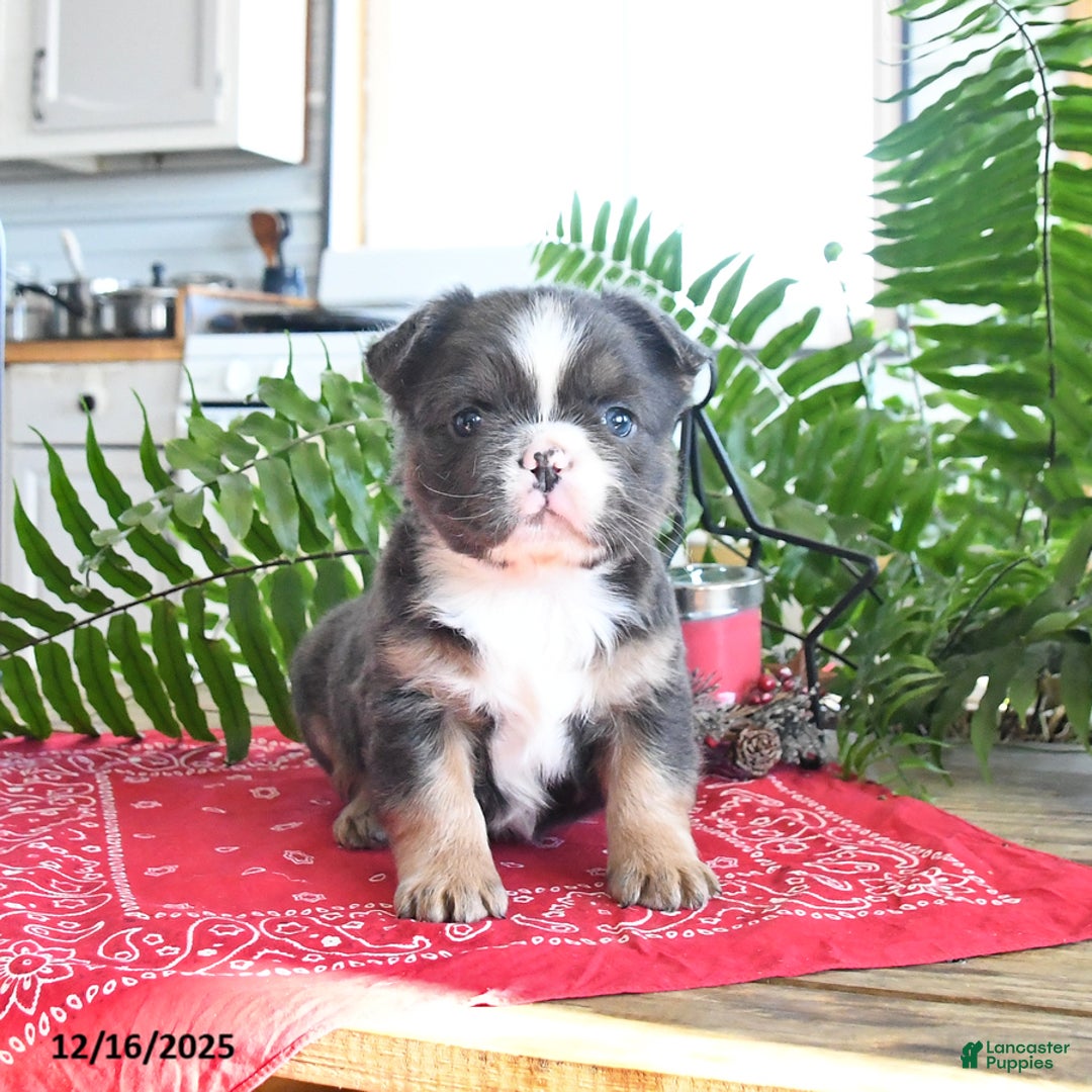 French Bulldog dogs for sale: Shiloh  - Ad 3