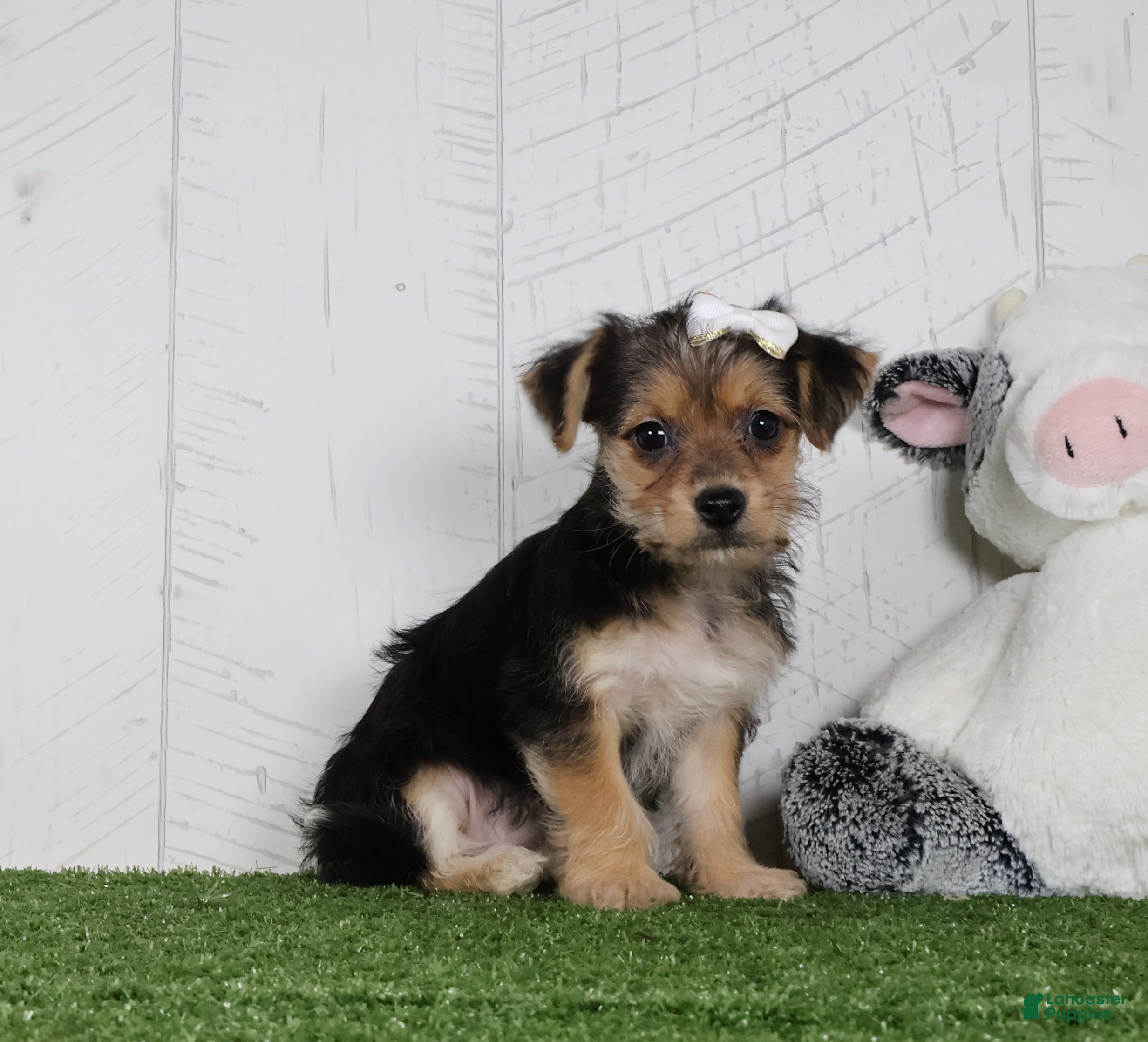 Yochon dogs Iyla - Ad 1
