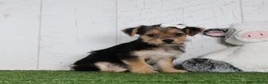 Iyla
