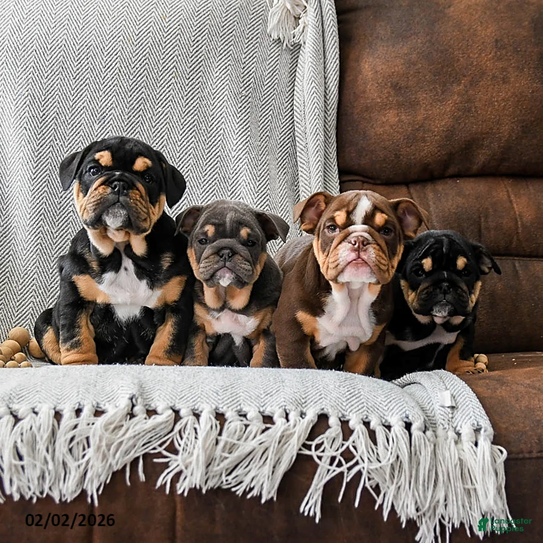 English Bulldog dogs for sale: Cookies N Cream - Ad 5