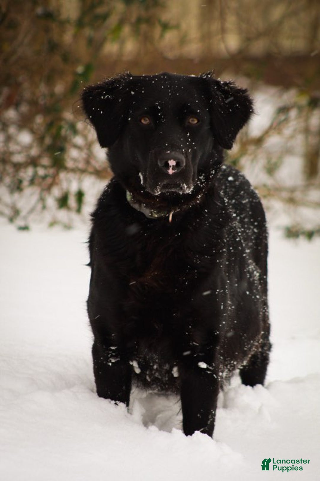 Mixed Breed dogs for sale: Black - Ad 2