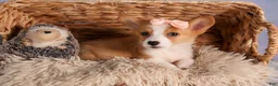 Welsh Corgi Pembroke dogs for sale: Carrie  - Ad 16