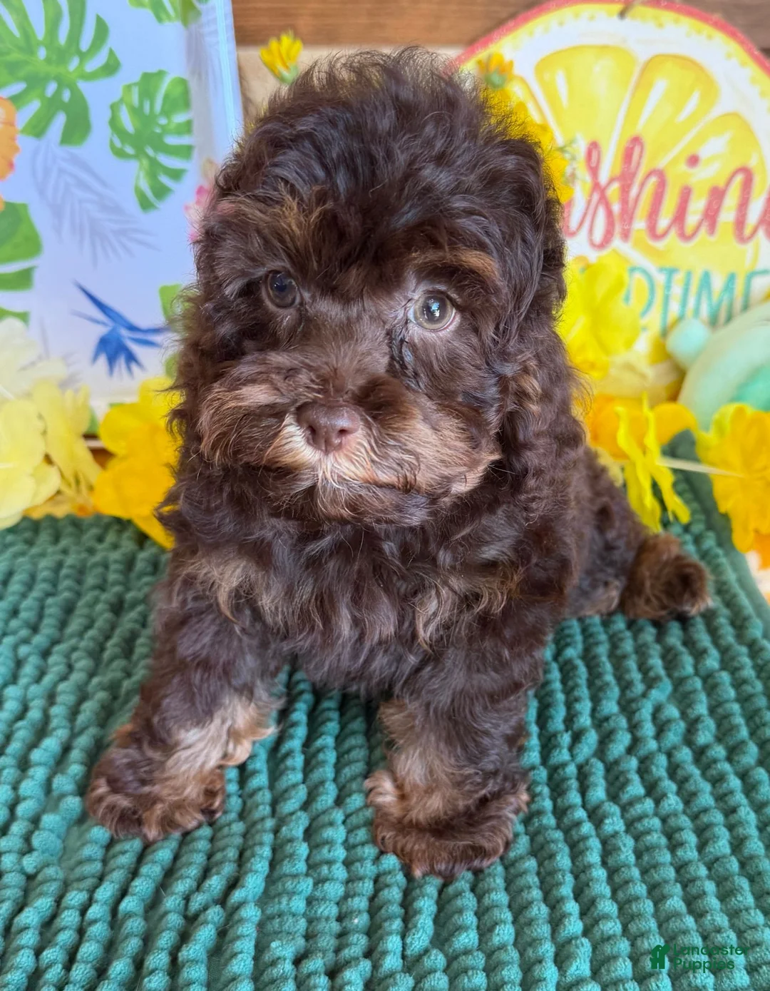Cockapoo dogs for sale: Snickers  - Ad 2