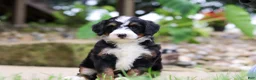 Mini Bernedoodle dogs for sale: Sprite - Ad 4