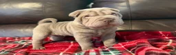 Shar Pei dogs for sale: Hal - Ad 4