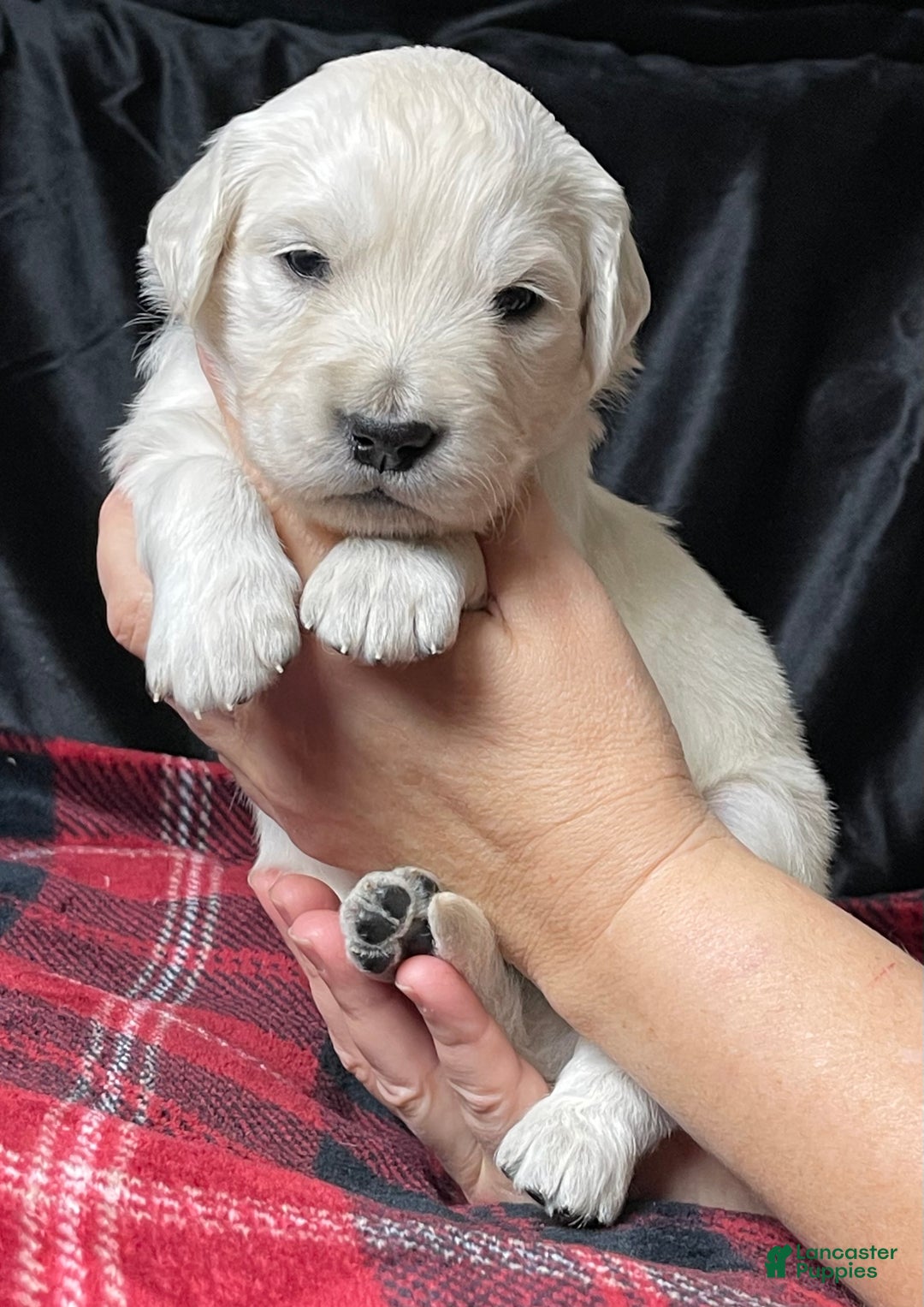 Golden Retriever dogs for sale: Samson - Ad 1