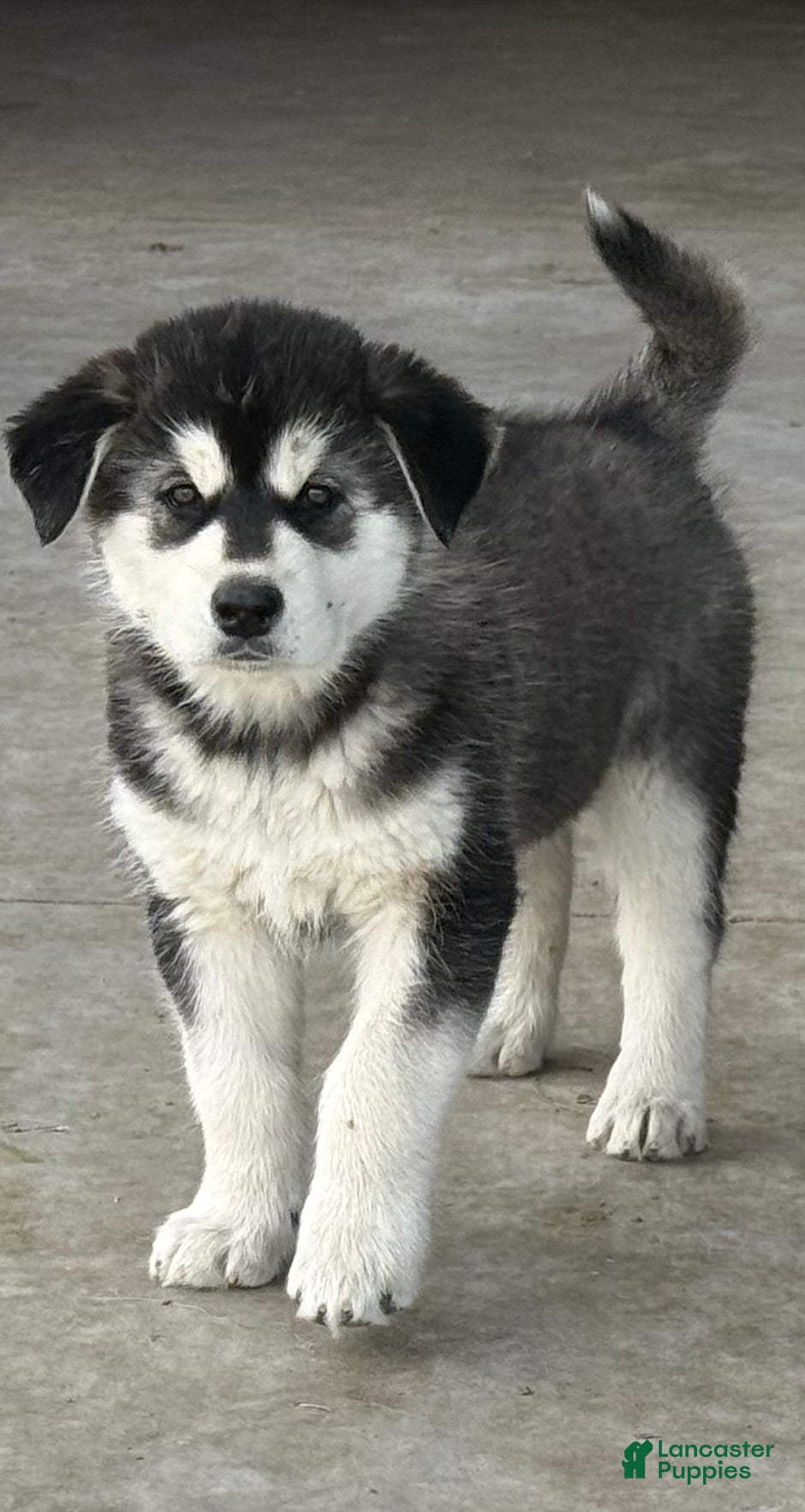 Alaskan Malamute dogs Alaskan Malamute Puppy 6 - Ad 1